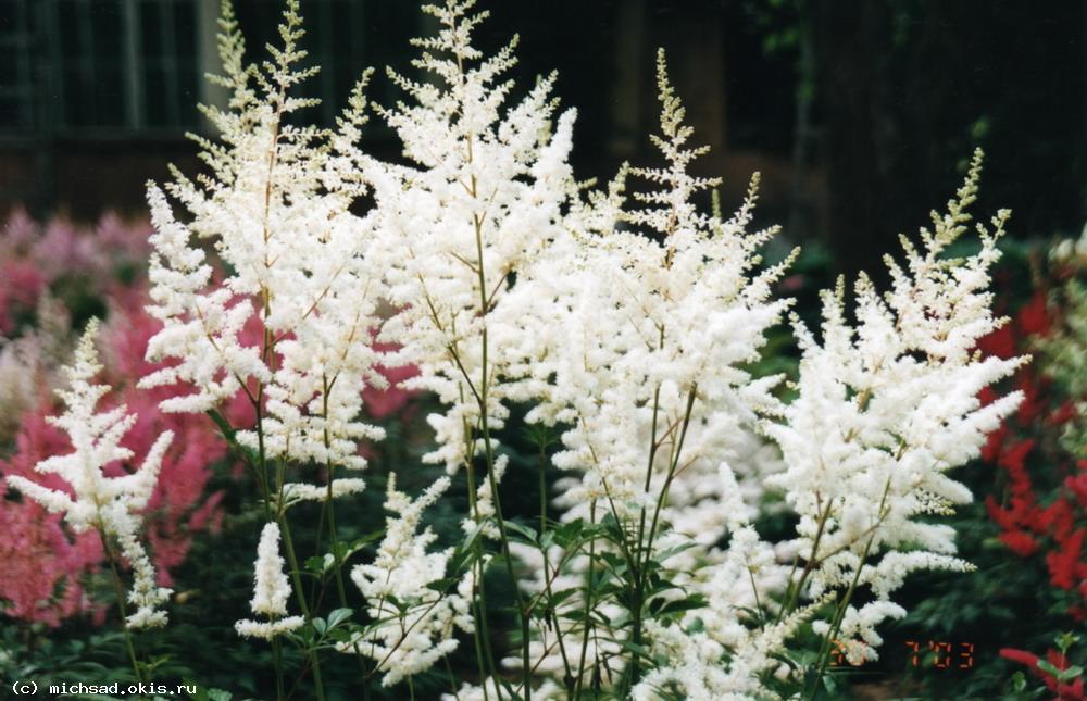 Астильба Арендса Вейссе Глория – Astilbe х arendsii (Weisse Gloria=White Gloria)